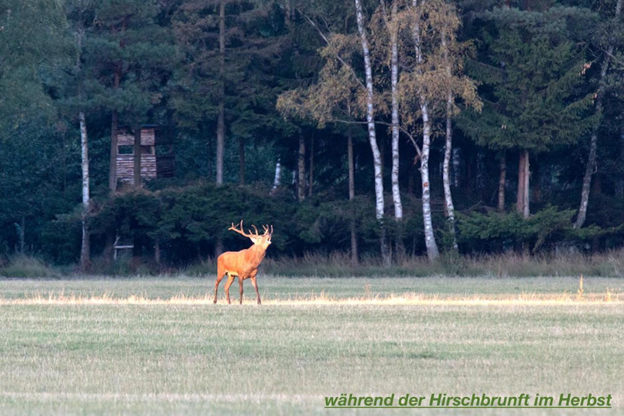 Ferienhaus Luneburger Heide Eschede Zewnętrze zdjęcie