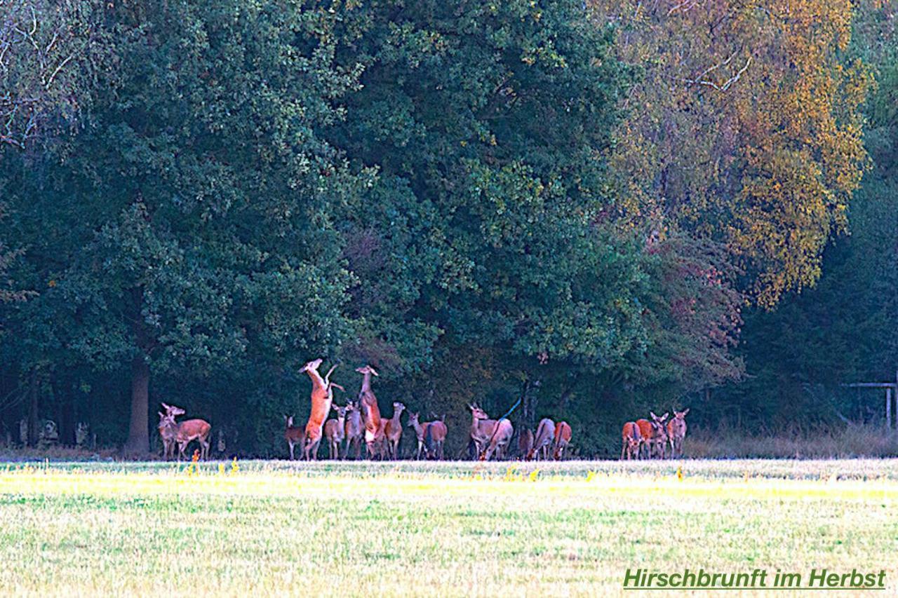 Ferienhaus Luneburger Heide Eschede Zewnętrze zdjęcie